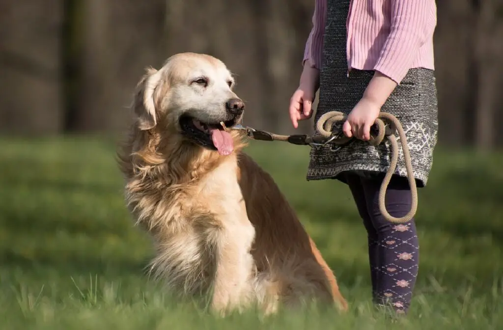 meilleures races pour chiens d'assistance