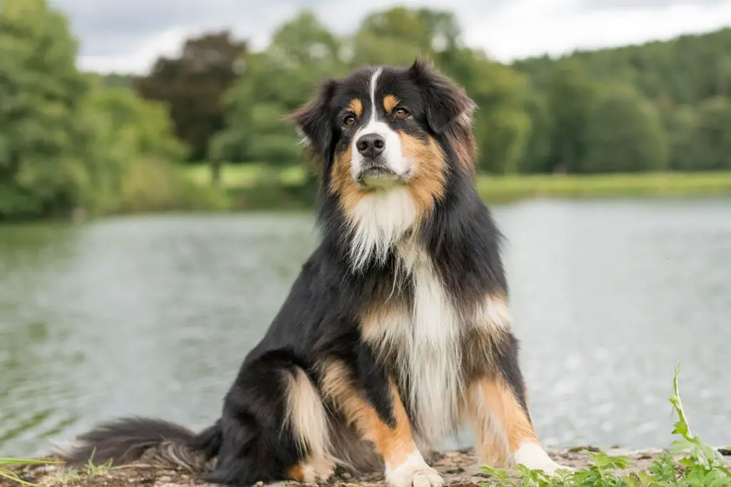 races de chiens de berger
