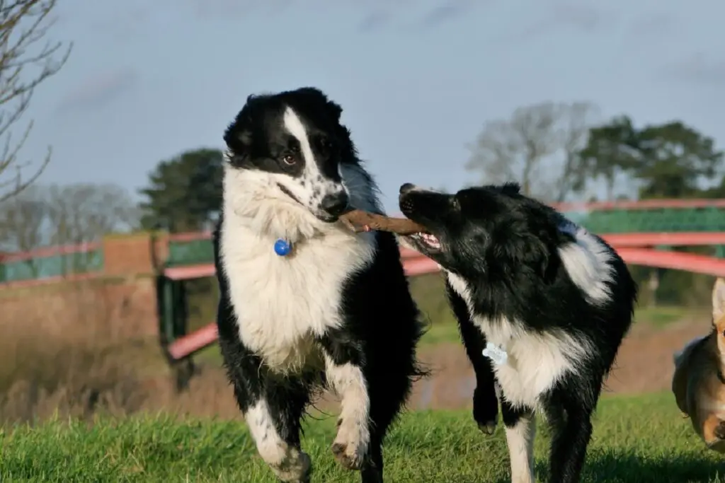 chiens qui entendent des moutons
