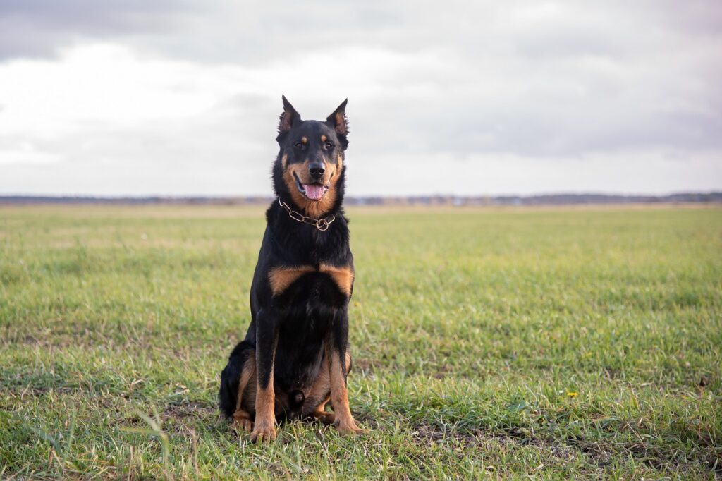 races de chiens de berger
