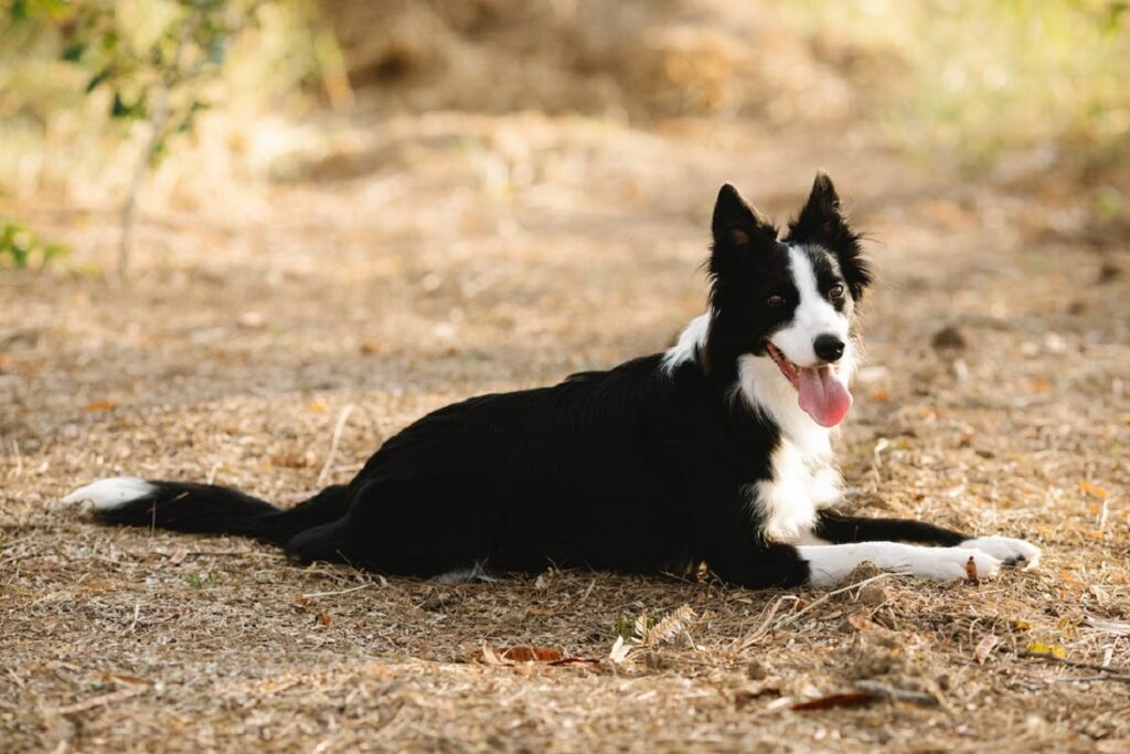 chiens de berger
