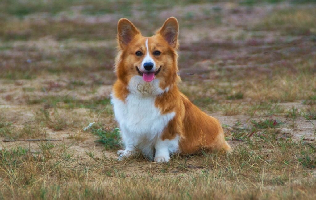 races de chiens de berger
