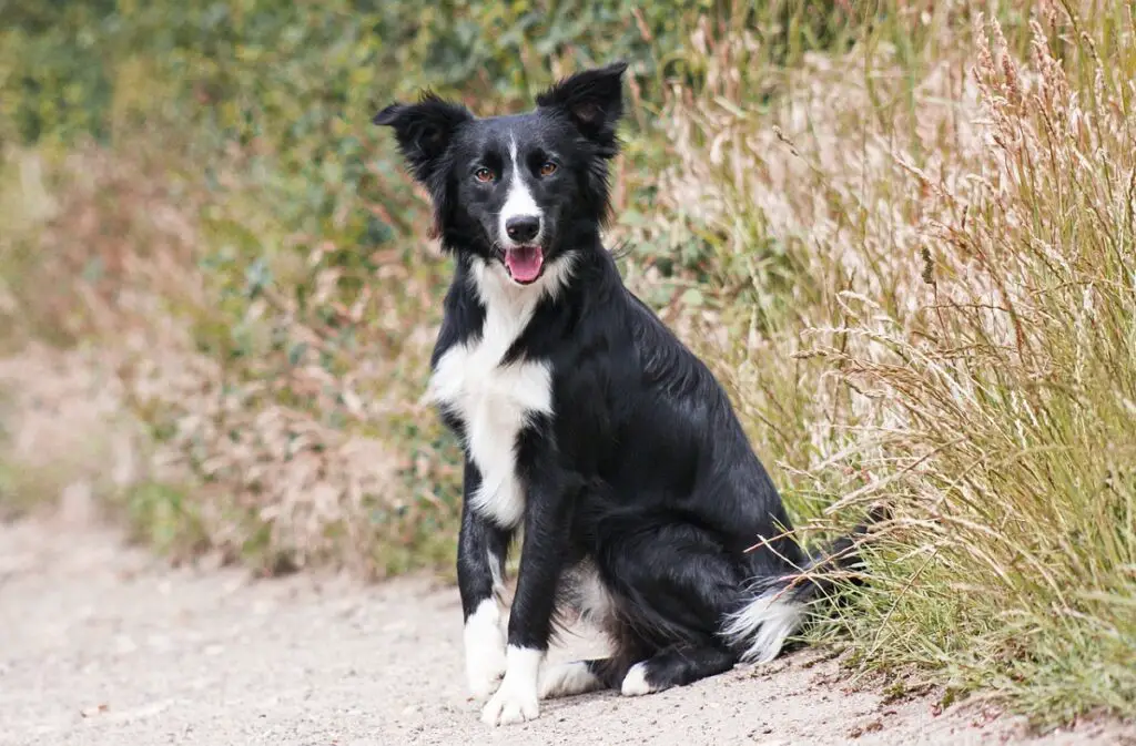 chiens de berger
