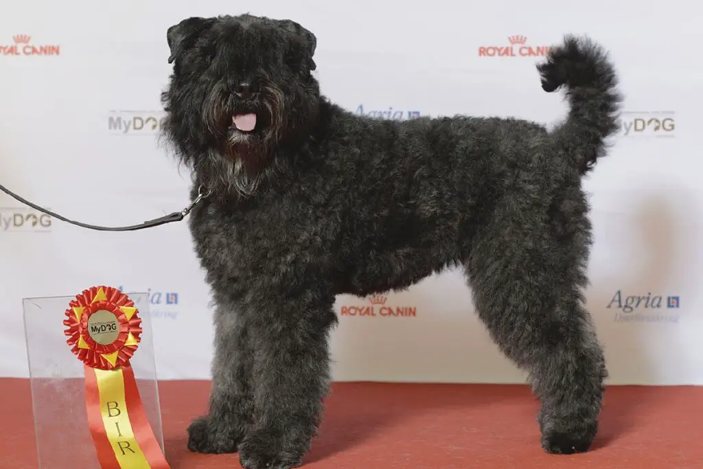 races de chiens de berger
