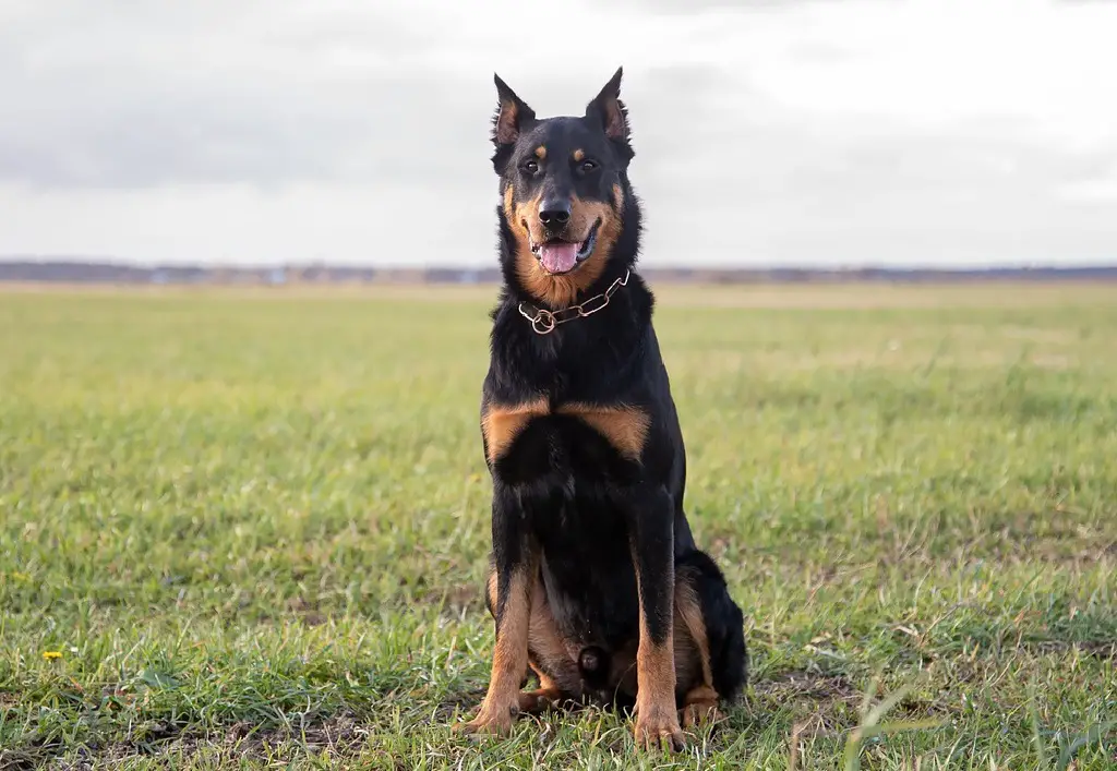 liste des races de chiens de berger
