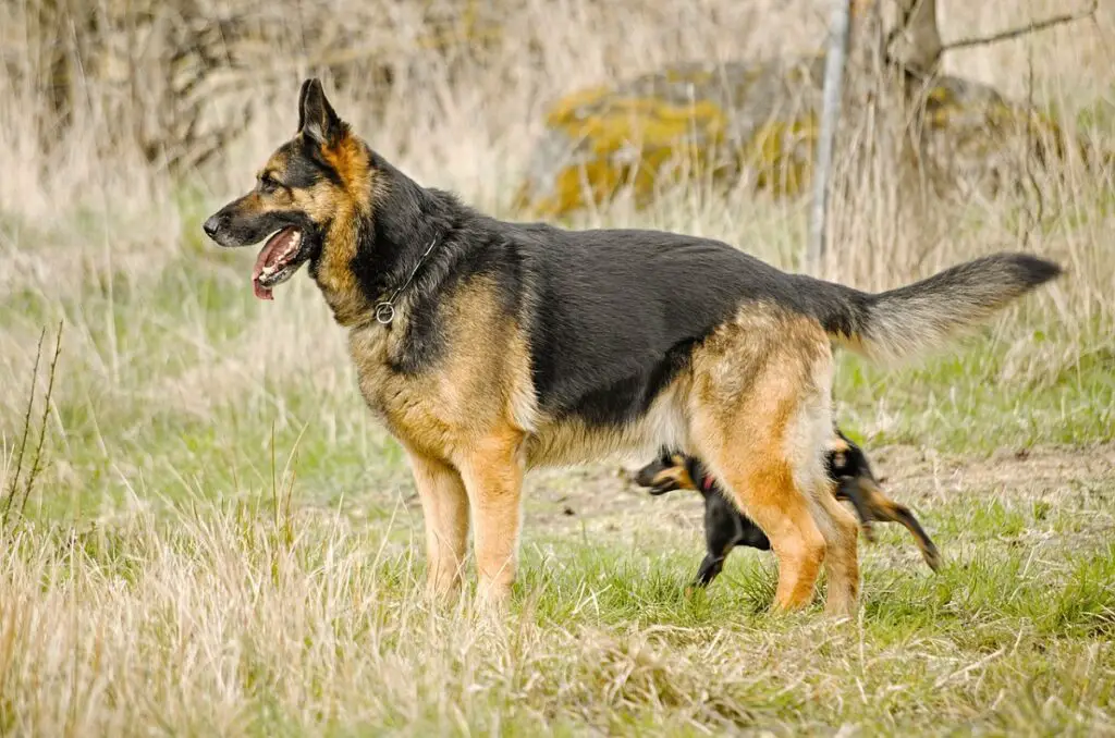 chiens de berger
