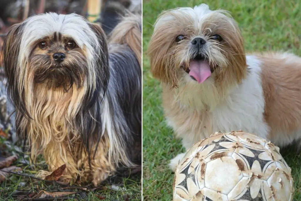 mélange de shih tzu lhassa apso