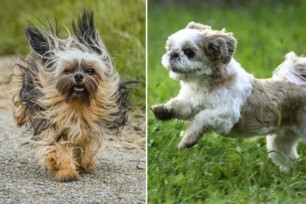 Shih Tzu ou Lhassa Apso