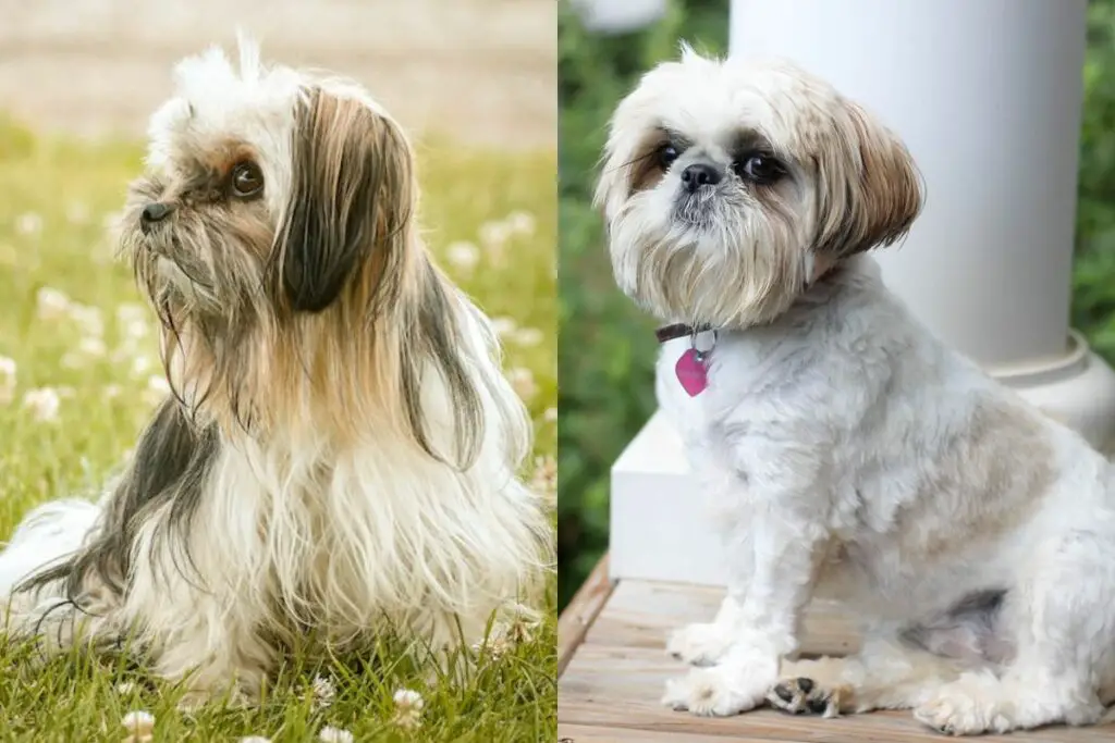 Shih Tzu contre Lhassa Apso