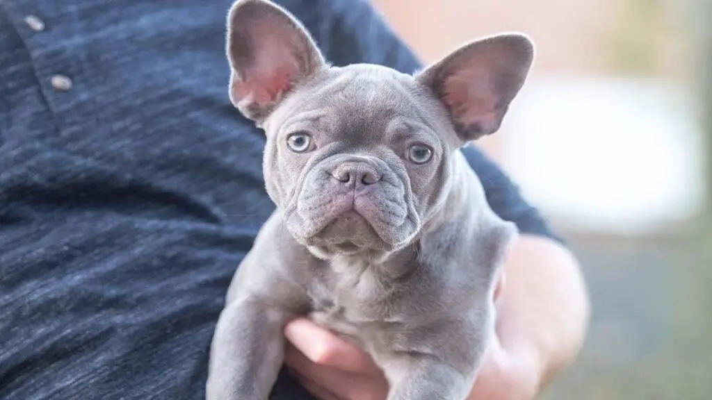 montre-moi une photo d'un bouledogue français