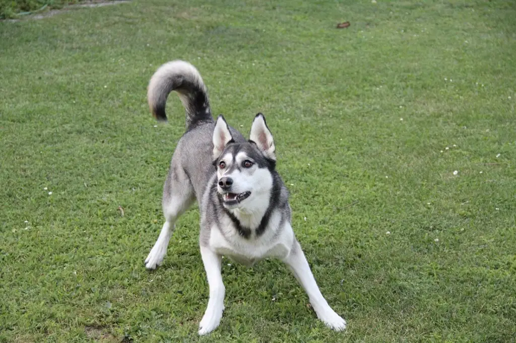 husky sibérien