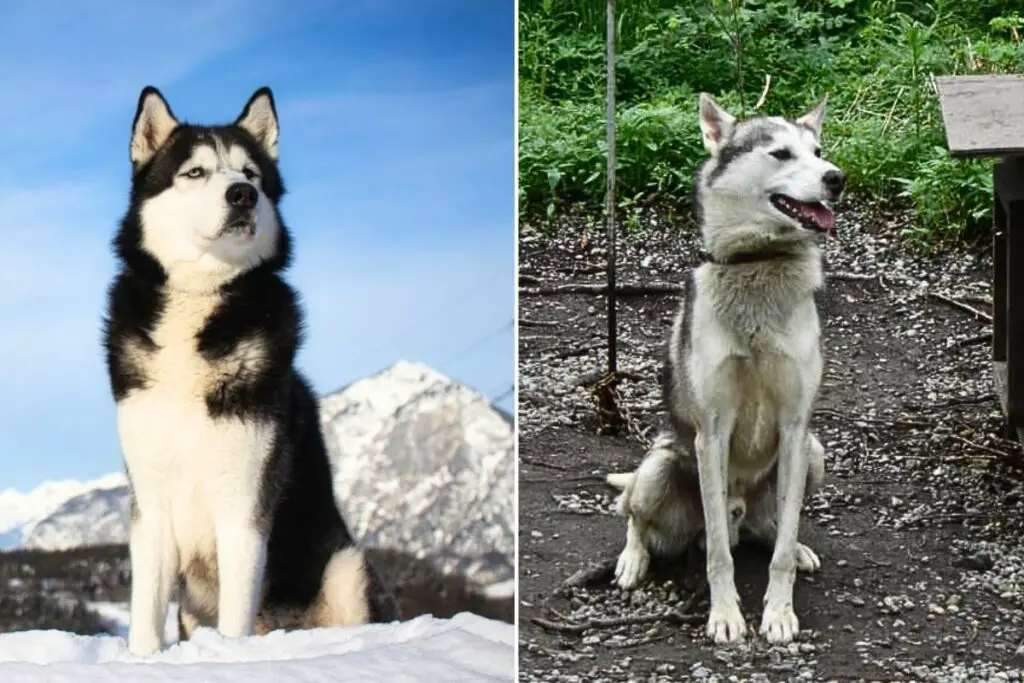 husky sibérien contre husky d'alaska