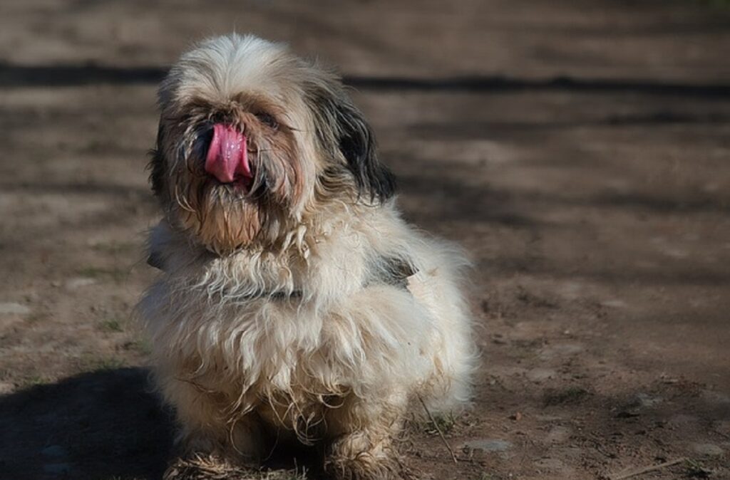 mélanges pour petits chiens
