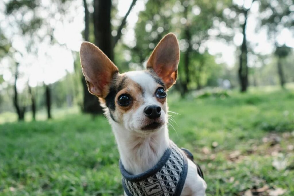 petit chien avec de grandes oreilles
