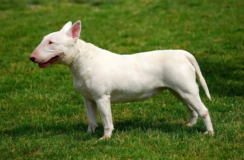 petits chiens pour se protéger
