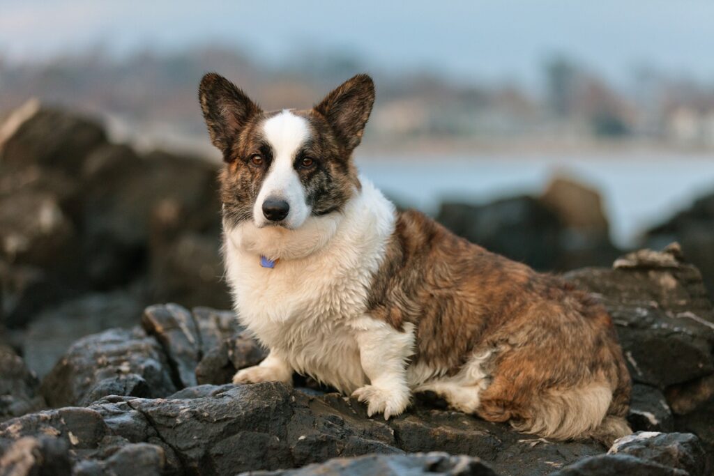 petites races de chiens de berger
