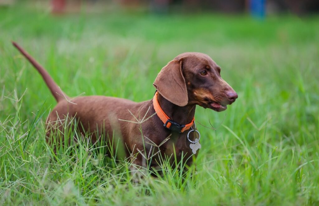 chiens de petite race