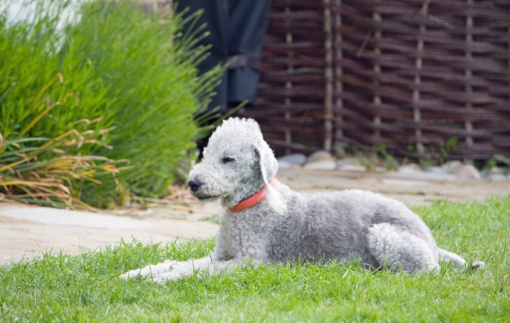 petits chiens hypoallergéniques
