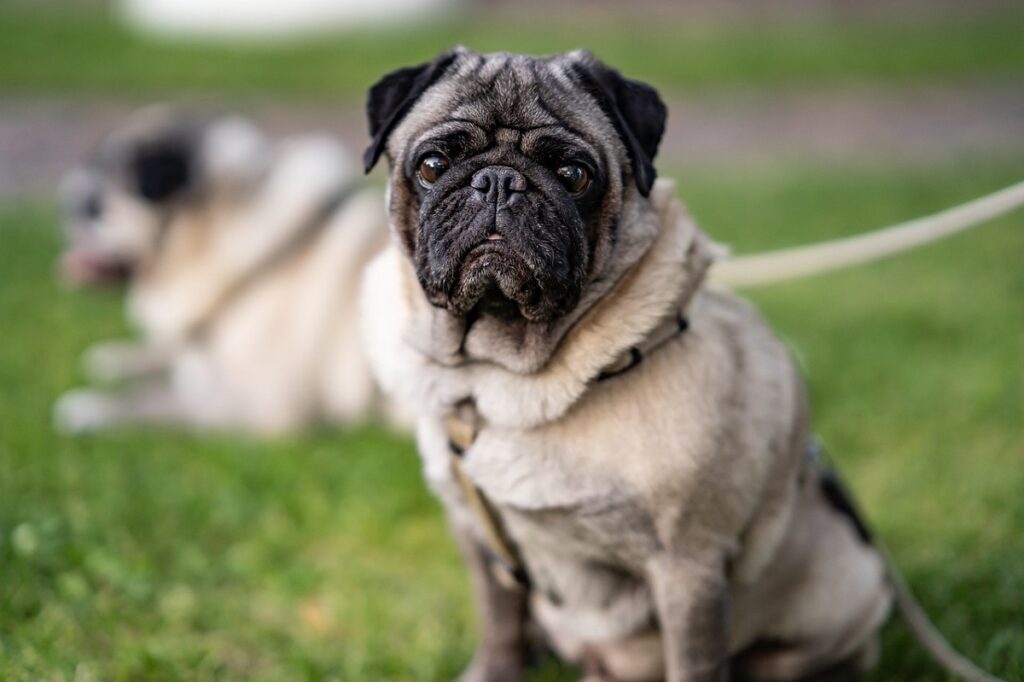 petits chiens nécessitant peu d'entretien
