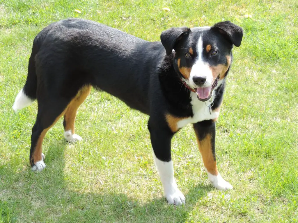 races de chiens de petite et moyenne taille
