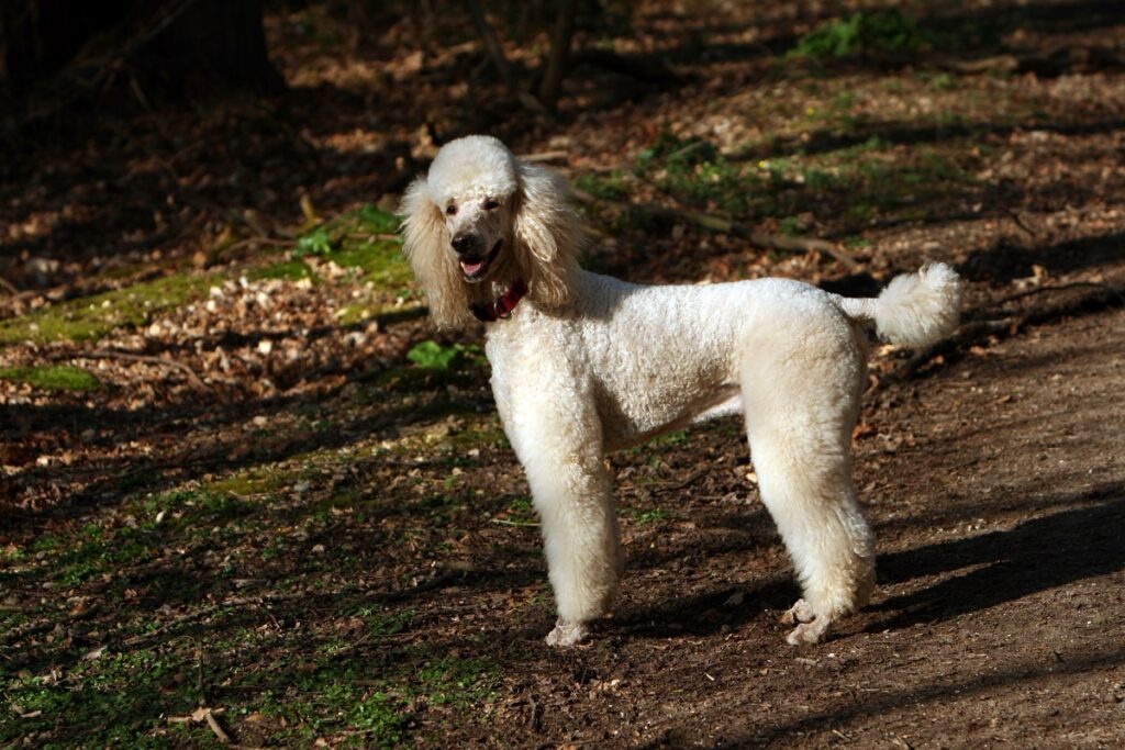 petits chiens de taille moyenne
