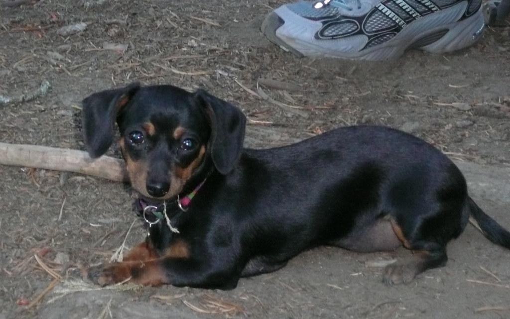 petits chiens de race mixte
