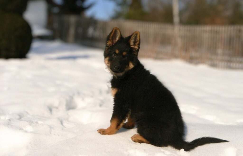 races de chiens de petite à moyenne taille
