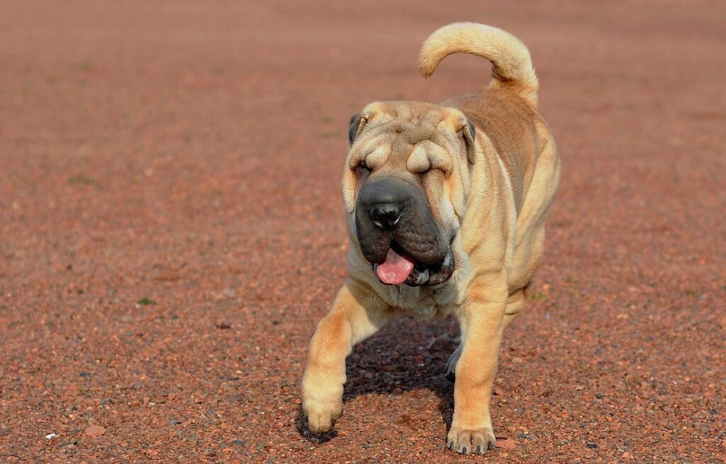 chiens de petite à moyenne taille
