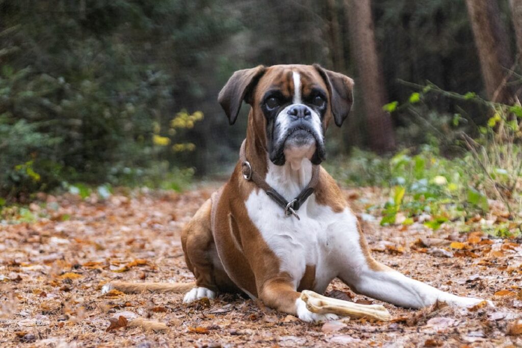 chiens de petite et moyenne taille
