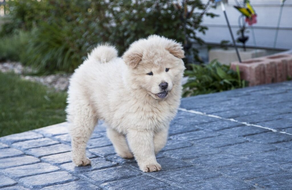 chiens de petite à moyenne taille
