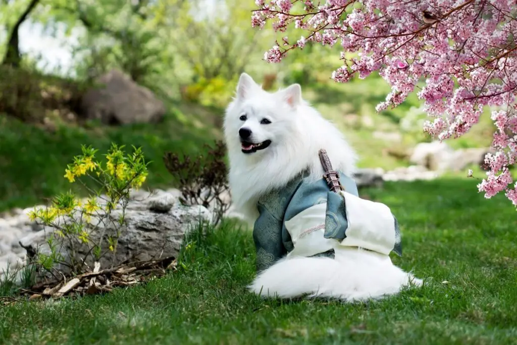 petit chien blanc moelleux
