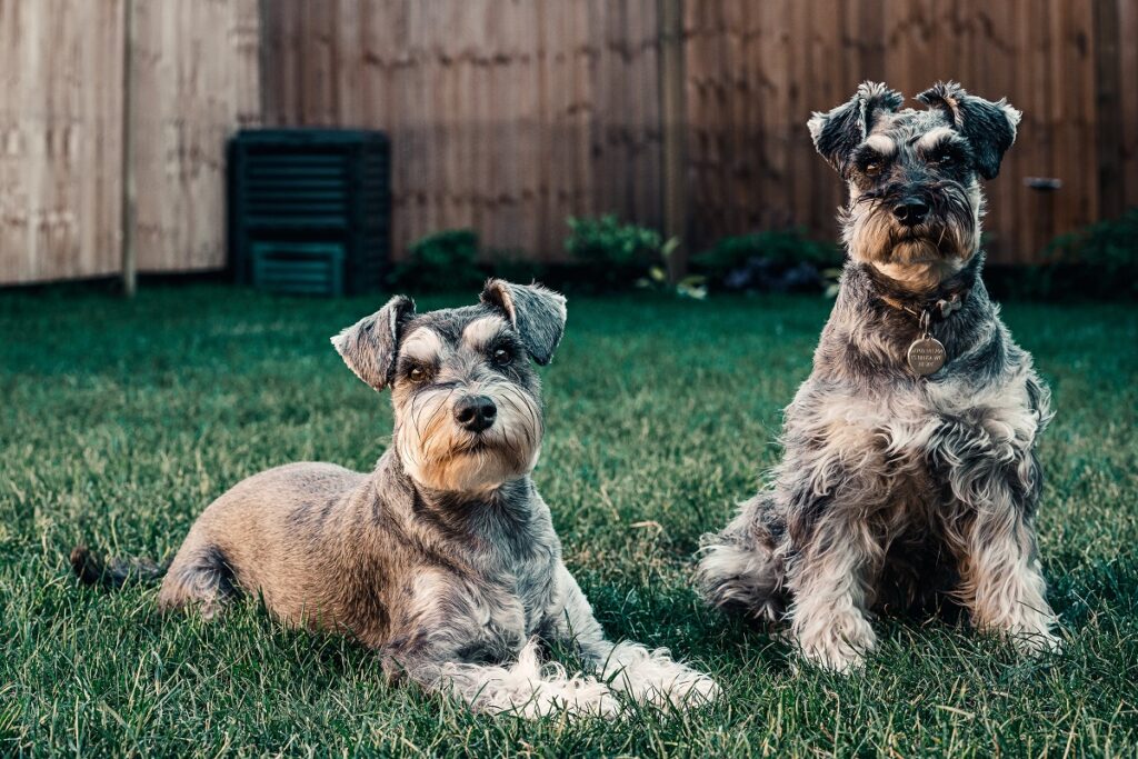 des chiens intelligents qui ne muent pas
