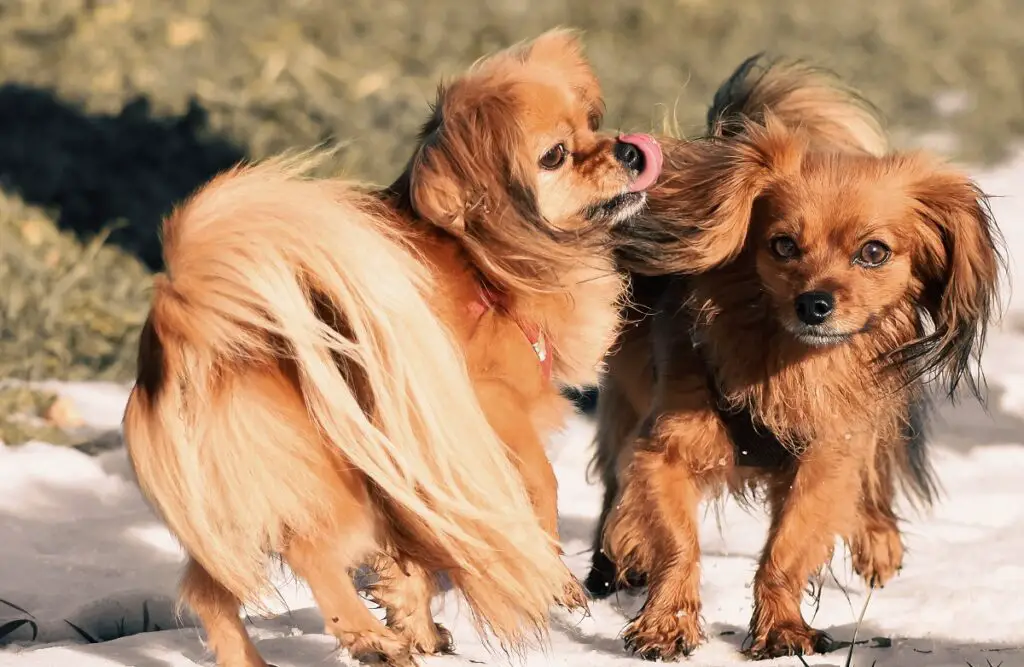 chiots épagneul
