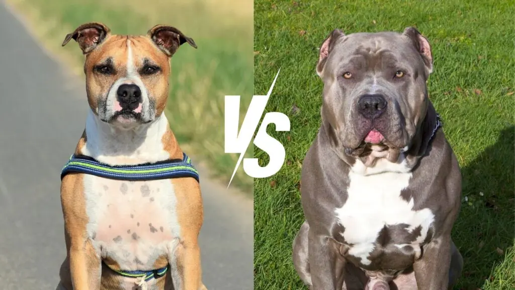 staffordshire terrier vs pitbull