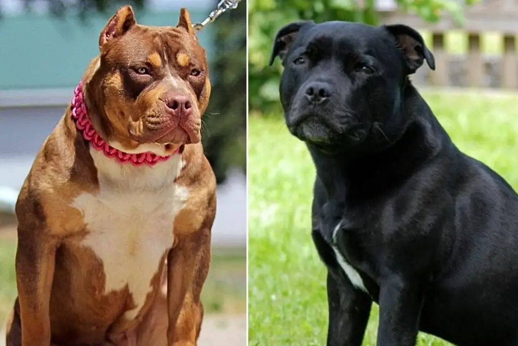 staffy contre pitbull