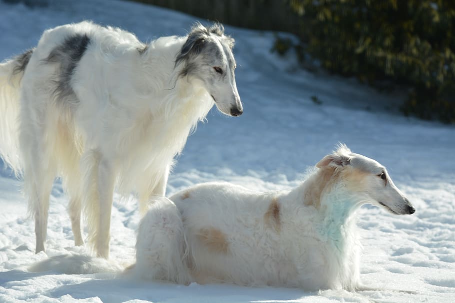 grand chien de chasse
