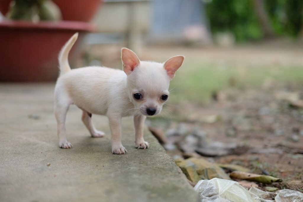 chiots tasse de thé
