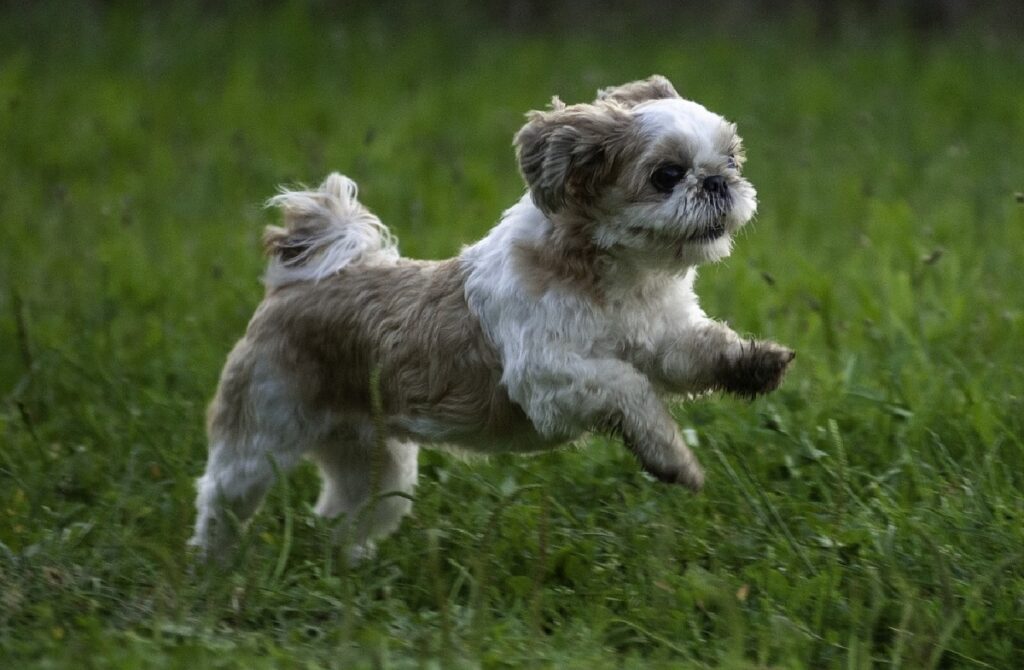 race d'ours en peluche
