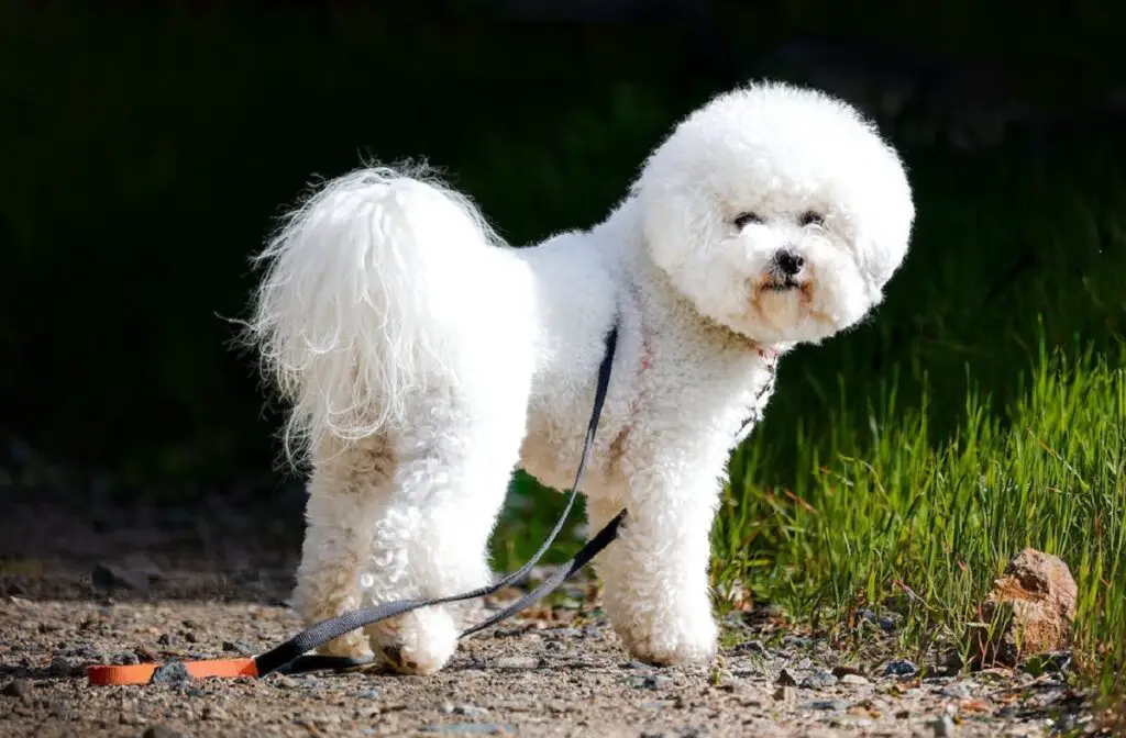 chien ours en peluche
