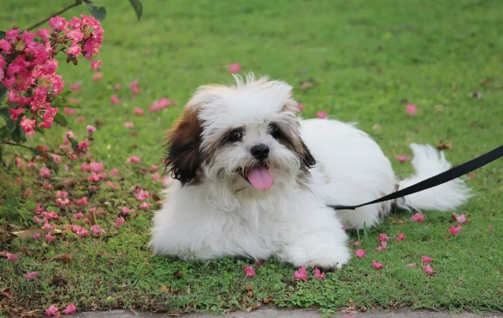 races de chiens ours en peluche
