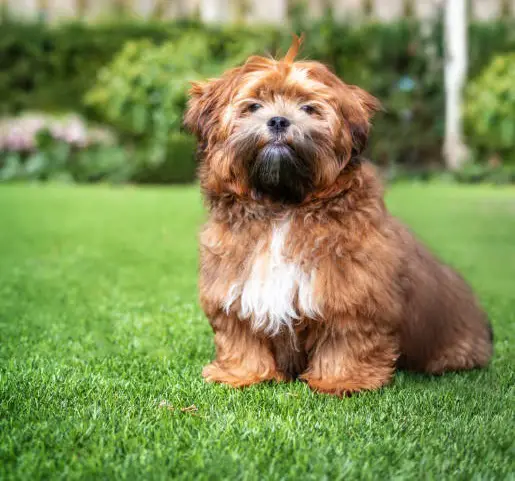 chiens ours en peluche
