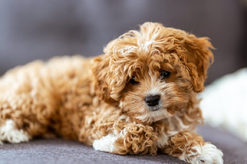 chiot ours en peluche
