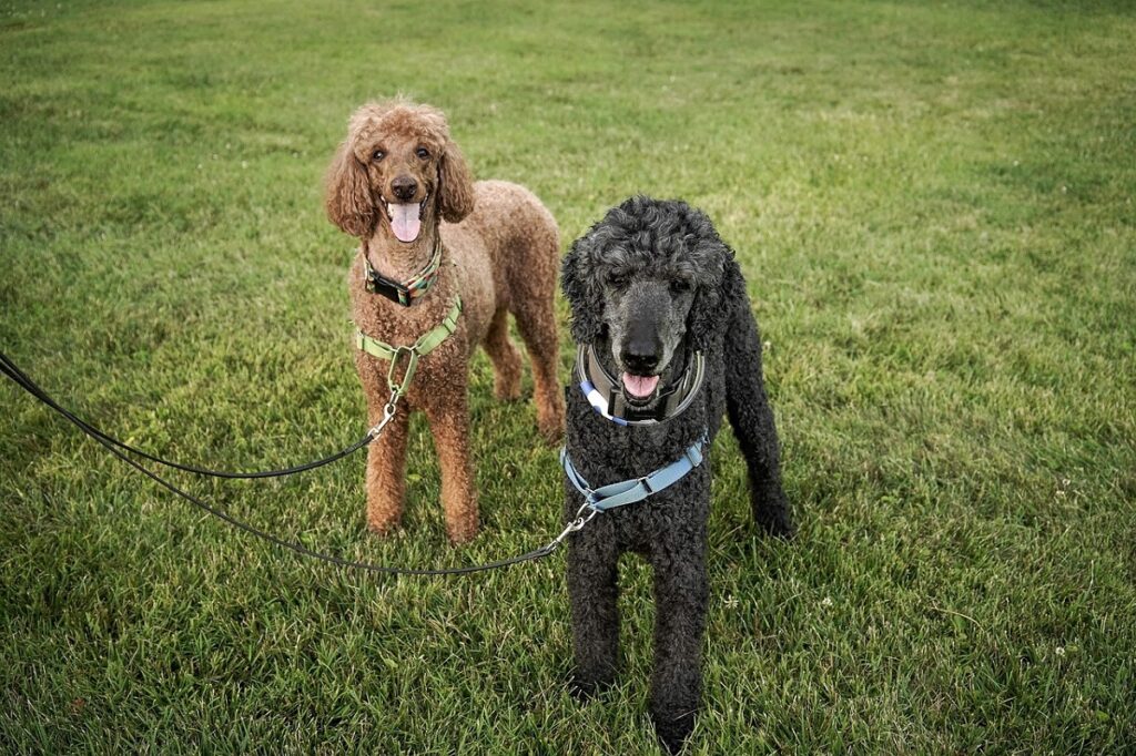 la première race de chien
