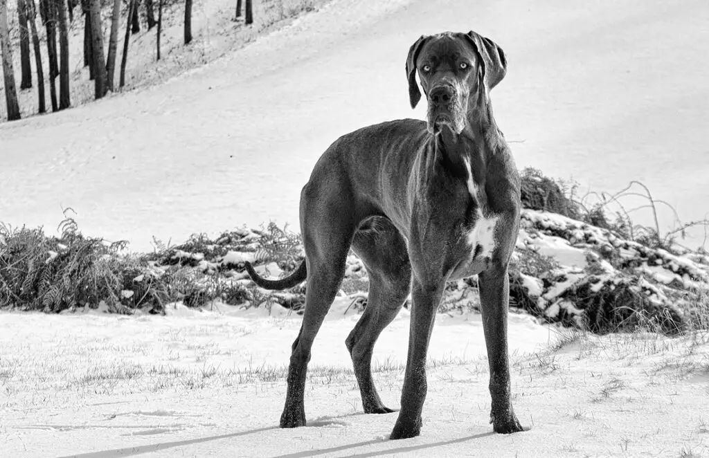 races de chiens les plus coriaces
