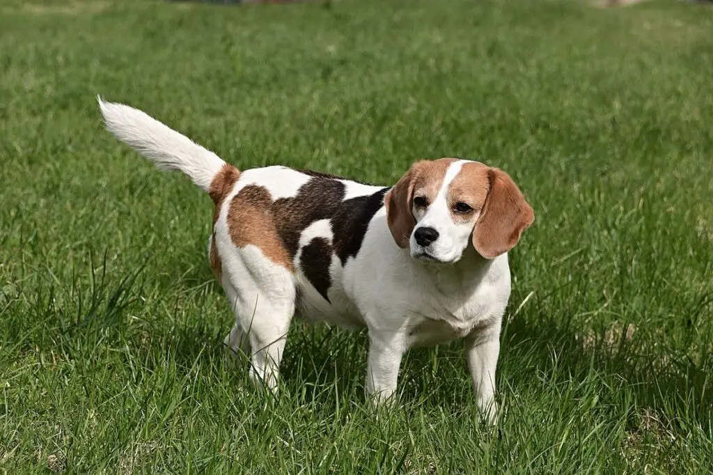 races de chiens tricolores