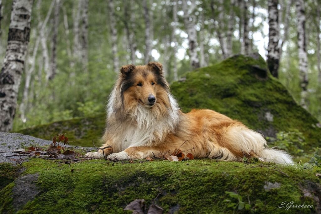 chiens tricolores
