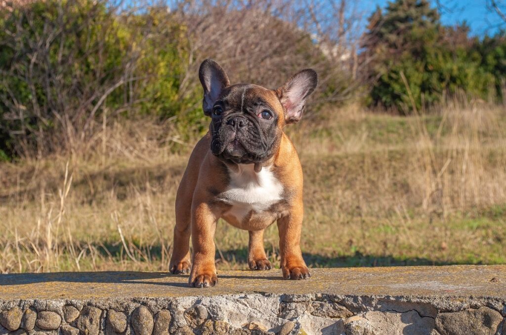 types de bouledogue français