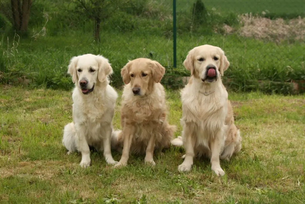 types de golden retriever
