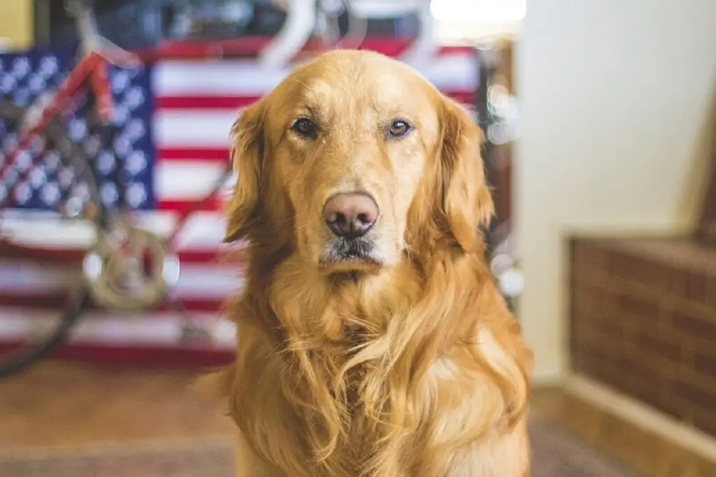 types de golden retrievers
