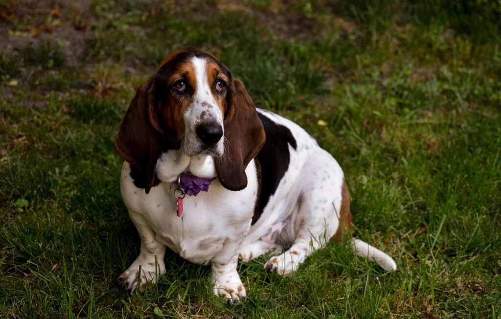 types de chiens de chasse